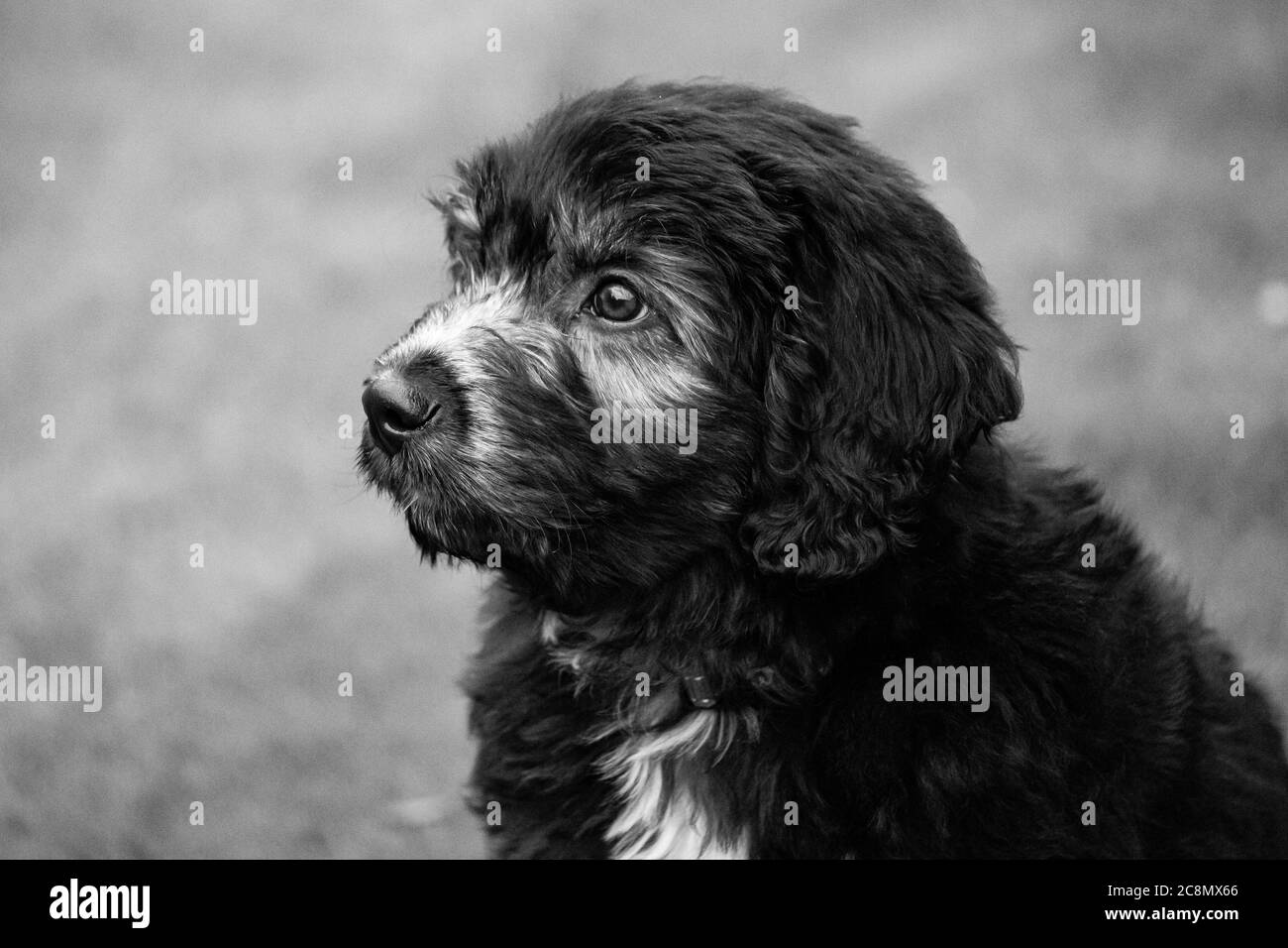 A Groodle Puppy - Poodle Cross Golden Retriever and Labrador Stock Photo