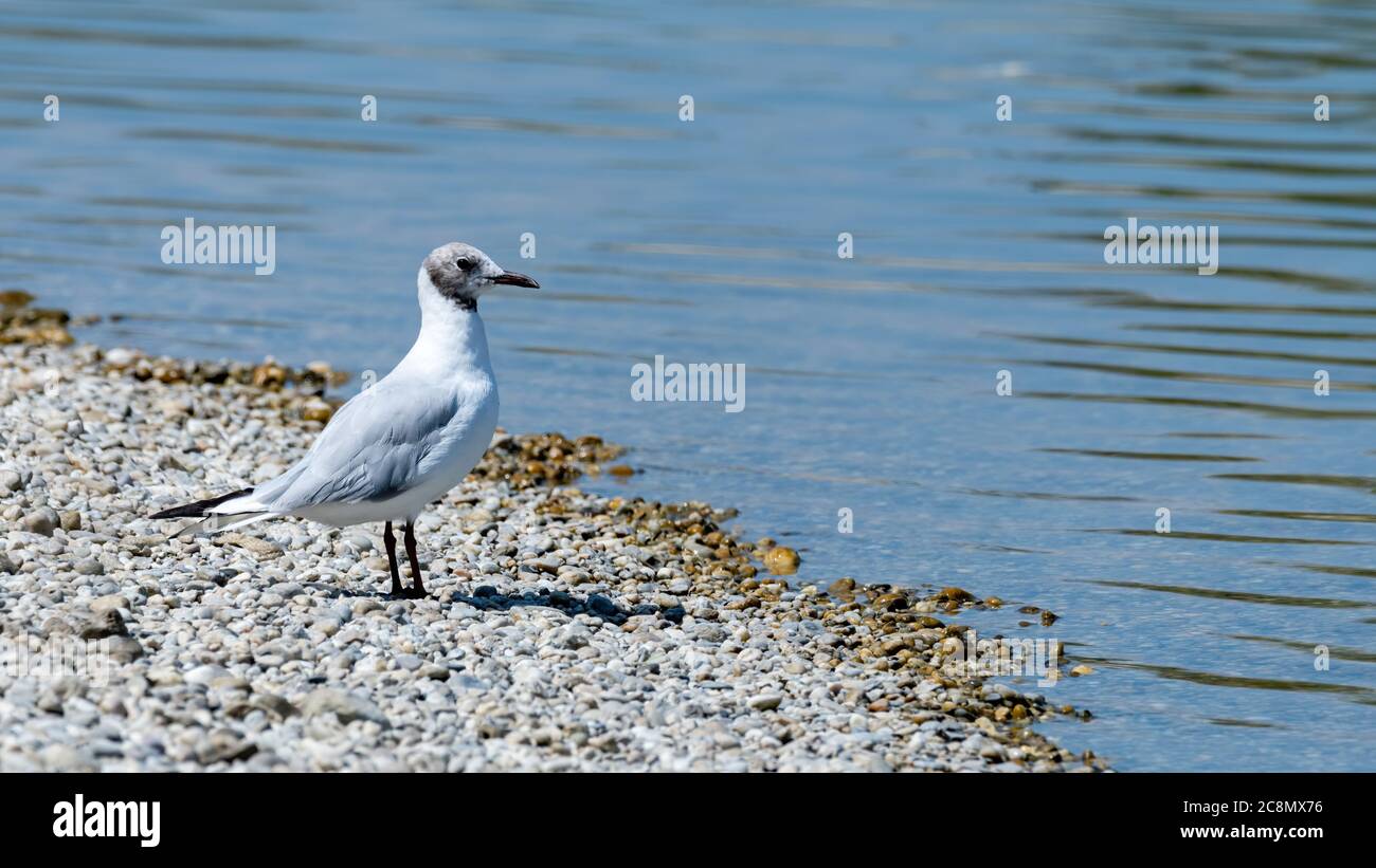bird, möve, gull, meer, wasser, natur, tier, beach, ozean, weiß, blau, wild lebende tiere Stock Photo