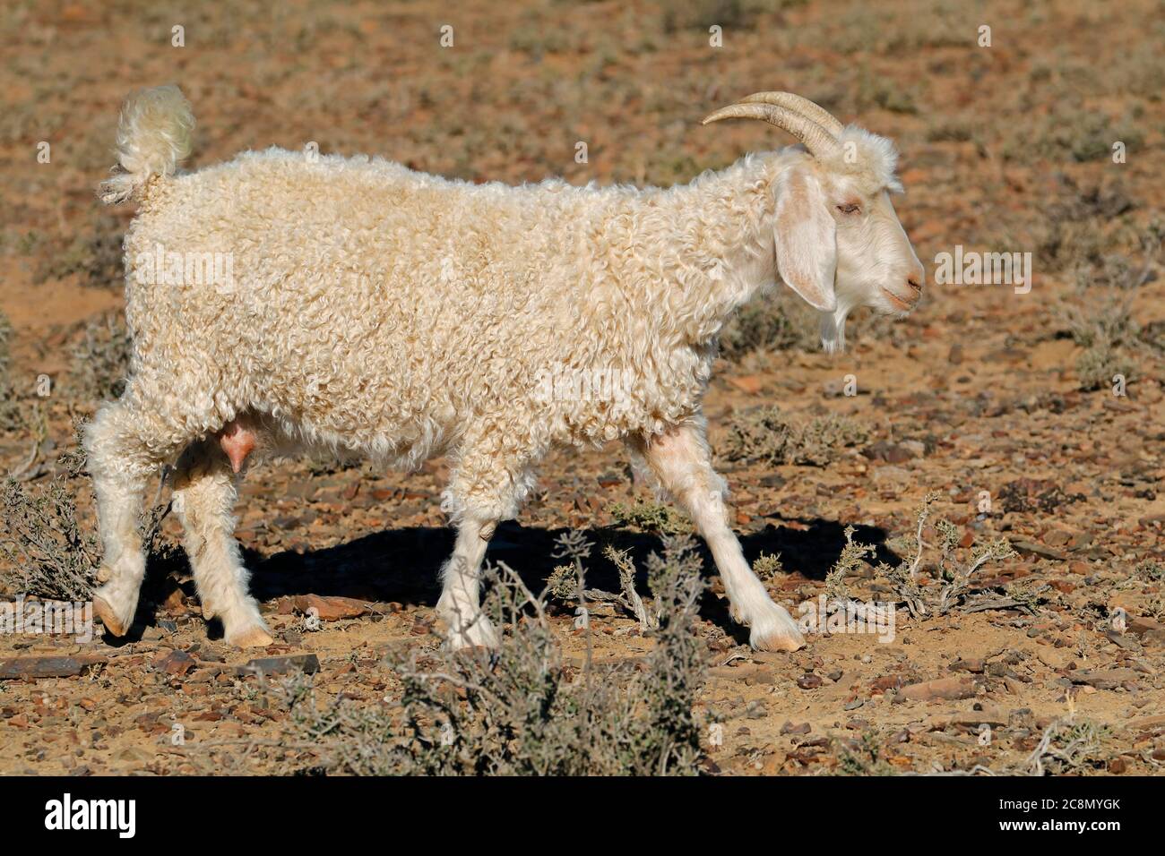 An Angora goat on a rural African free-range farm Stock Photo