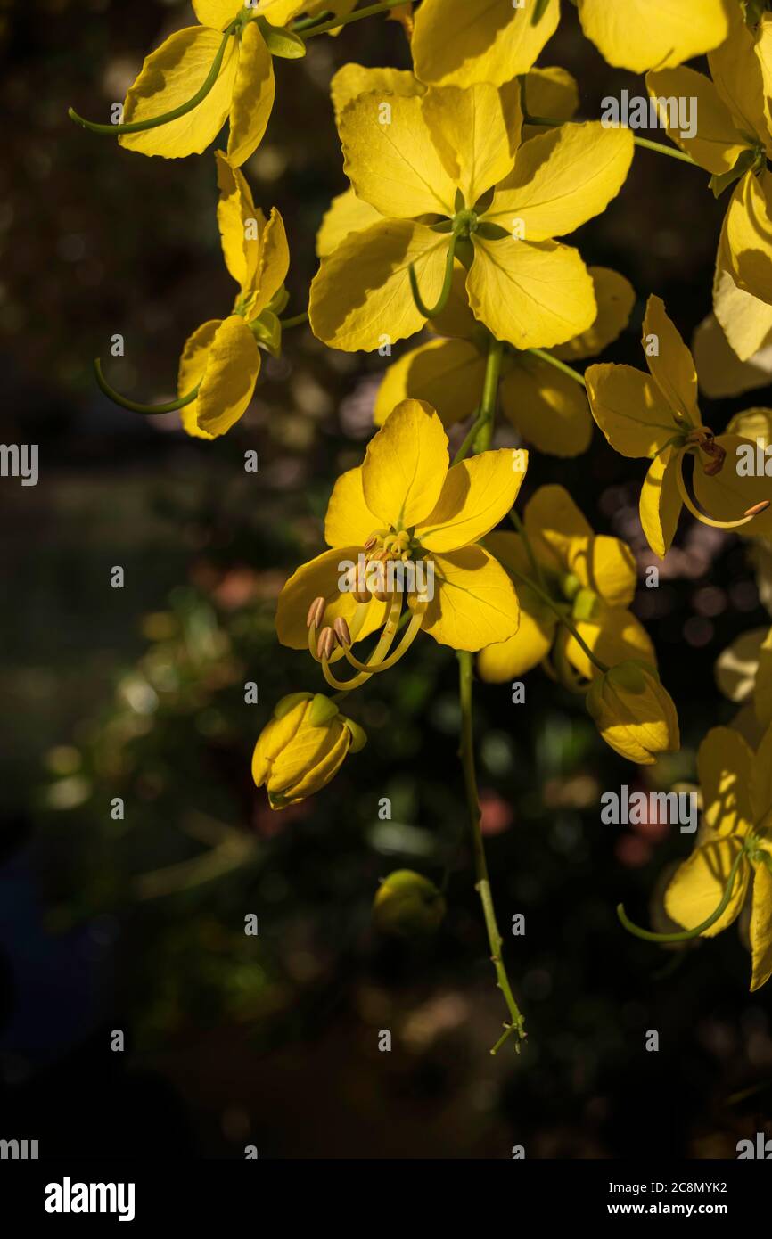 Yellow flowers of the cassia tree, golden rain close up in sunbeams on a dark background Stock Photo