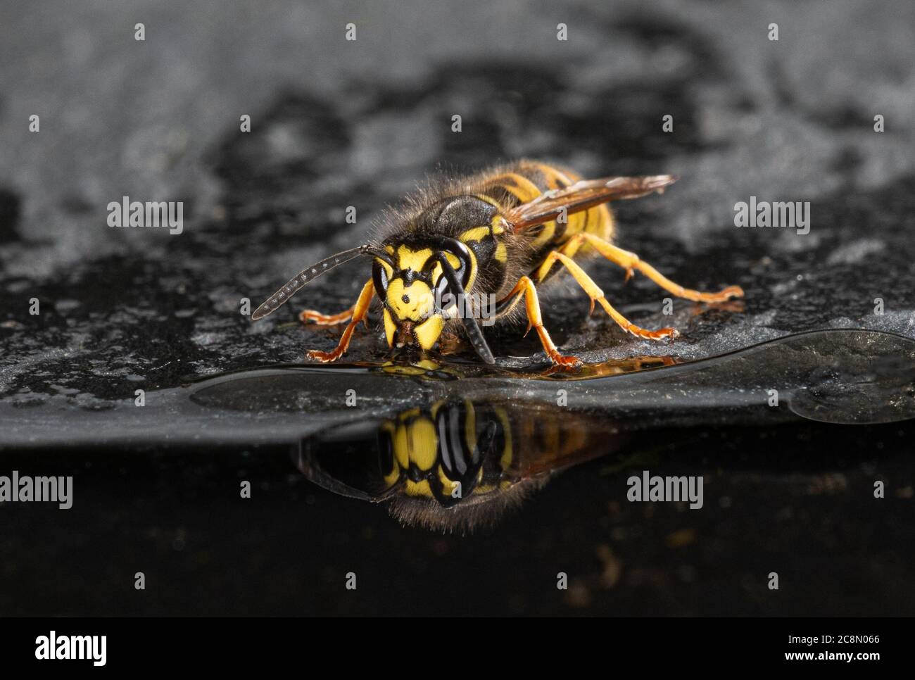 A close up of a single wasp at the edge of a pool drinking. The wasp is reflected in the water Stock Photo