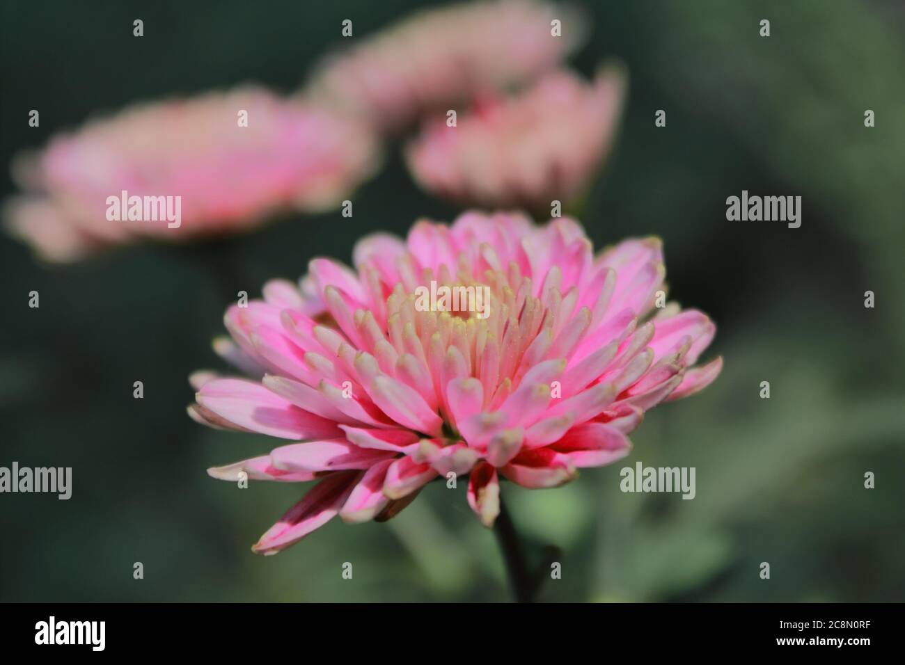 pink chrysanthemum (chrysanthemum morifolium) flowers are blooming in