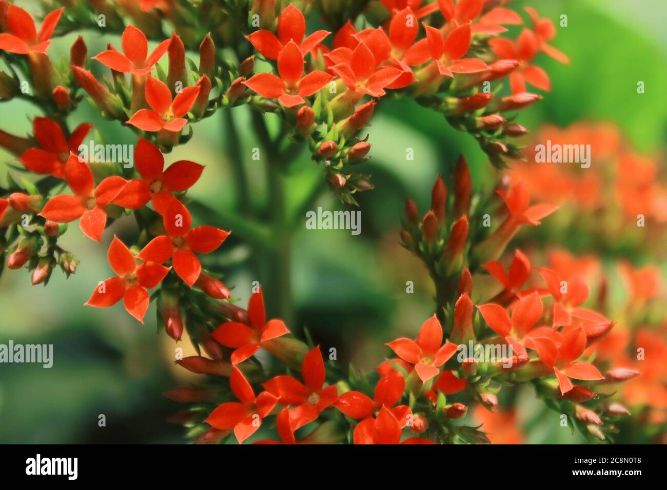 red kalanchoe flowers are blooming like a symbol of love in a park, west bengal in india Stock Photo