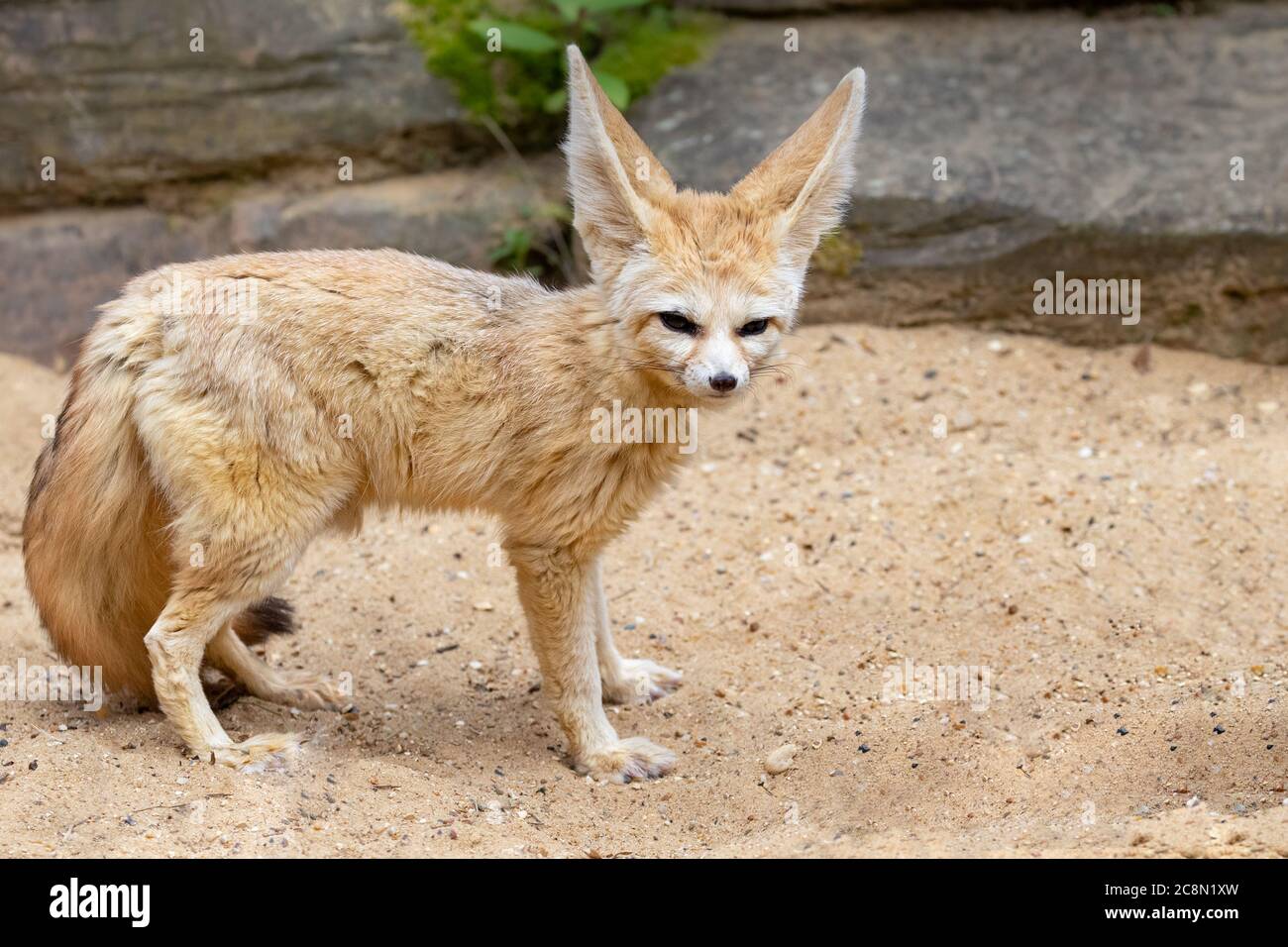 Fennec Fox Stock Photo
