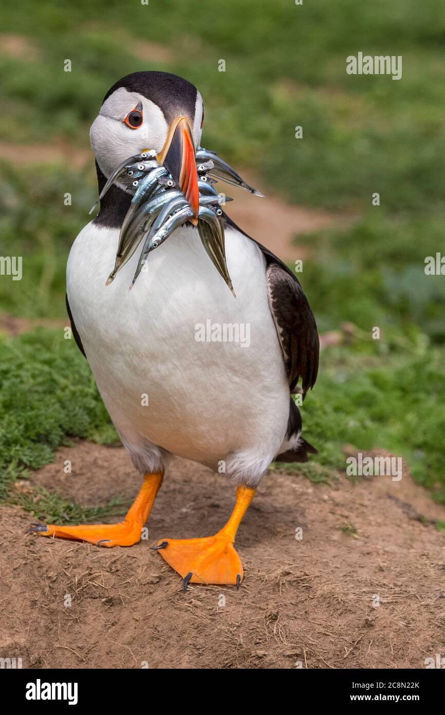 Puffin with sandeels Stock Photo