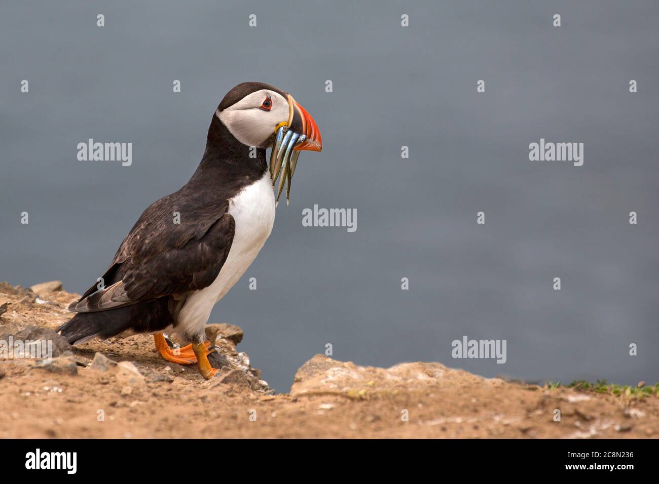 Puffin with sandeels Stock Photo