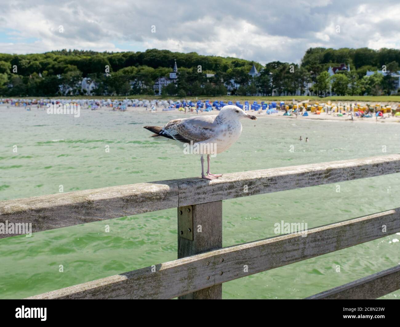 weiß-graue Möwe auf der Seebrücke in Binz wartend und beobachtend Eismöwe Ostsee Insel Rügen mit Strand und Touristen im Hintergrund Stock Photo