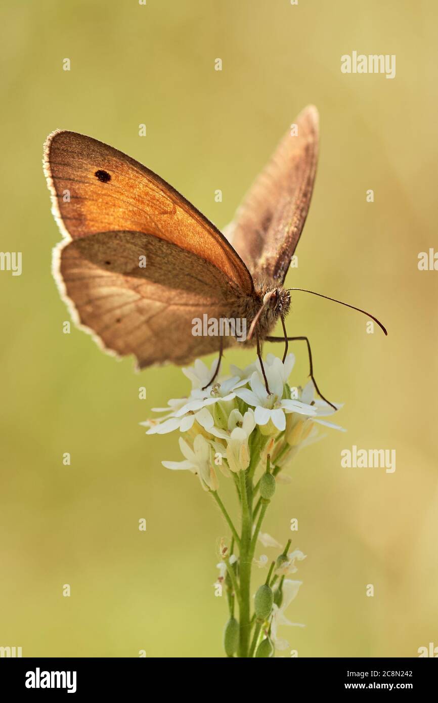 Small heath butterfly (Coenonympha lyllus) perched on flower in summer Stock Photo