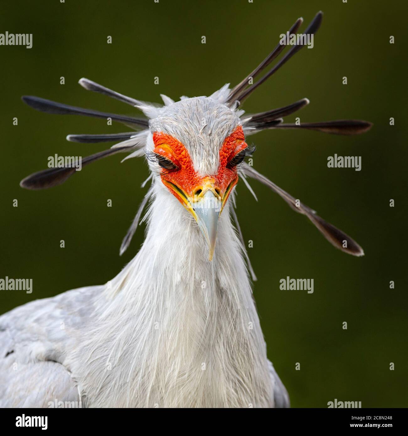 Portrait of a Secretary Bird Stock Photo