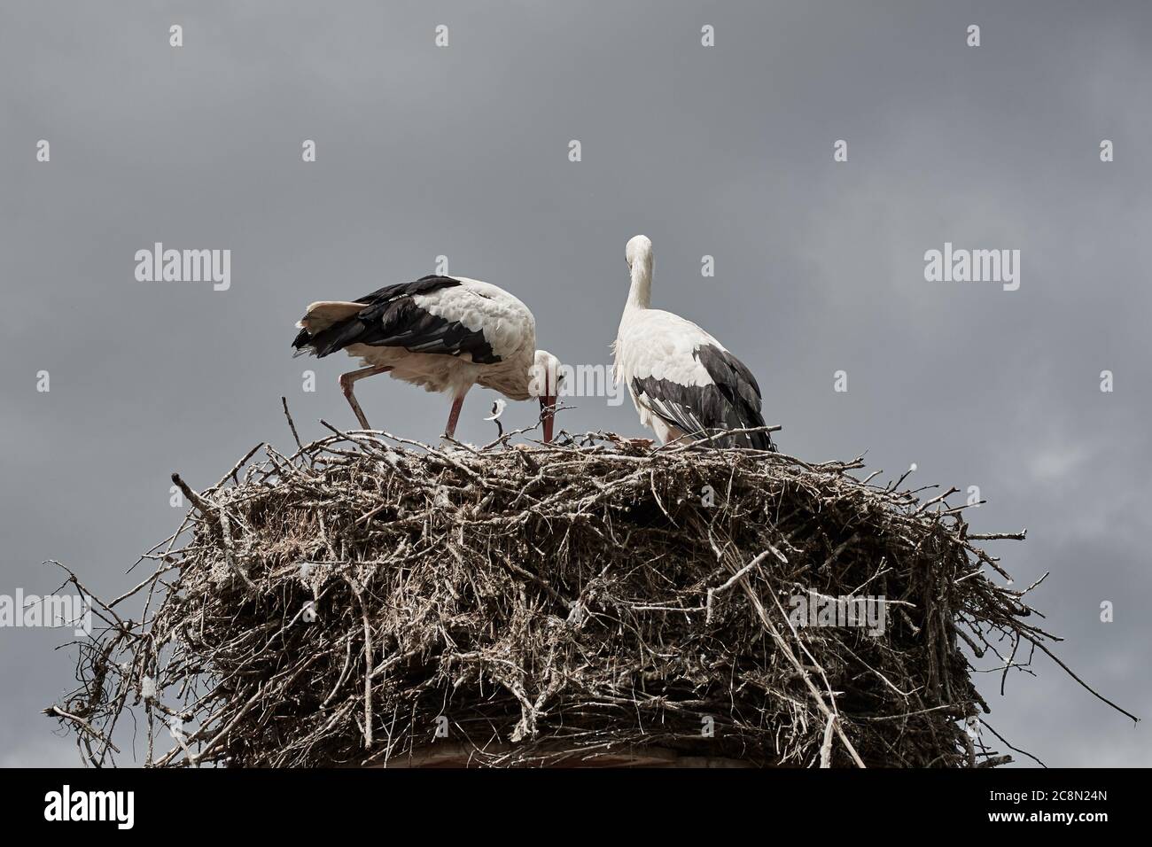 Two white storks (Ciconia ciconia) building a nest in Germany, Europe. Stock Photo