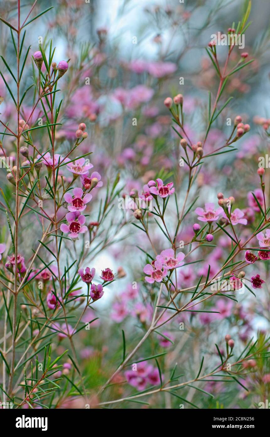 Pink flowers of the Australian native Geraldton Wax, Chamelaucium uncinatum, family Myrtaceae, endemic to Western Australia. Winter flowering. Stock Photo