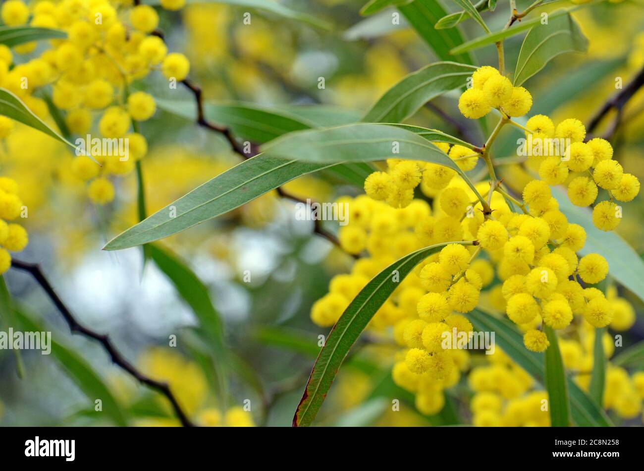 Flowers, leaves and distinctive stems of the Australian native Zig Zag wattle, Acacia macradenia, family Fabaceae. Endemic to central Queensland, Aust Stock Photo