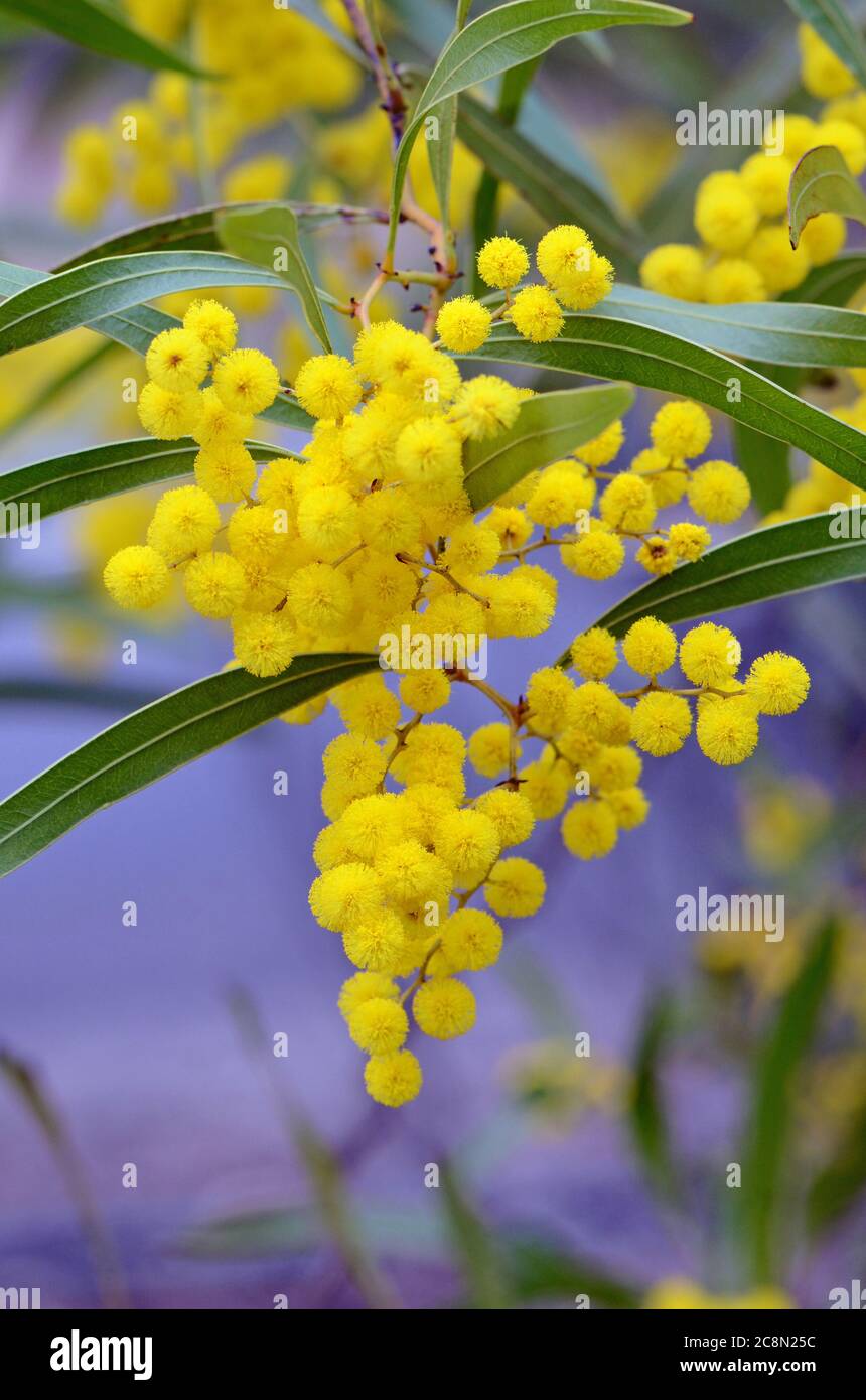 Flowers and leaves of the Australian native Zig Zag wattle, Acacia macradenia, family Fabaceae. Endemic to central Queensland, Australia Stock Photo