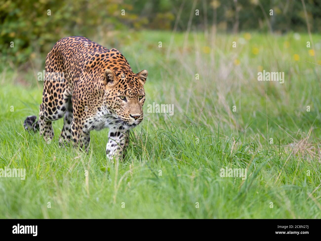 Sri Lanakn Leopard Stock Photo