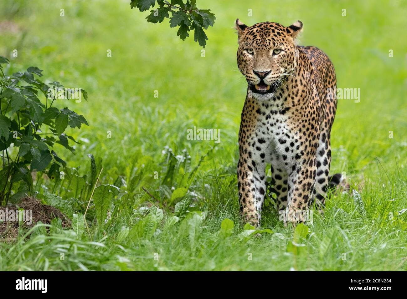 Sri Lanakn Leopard Stock Photo