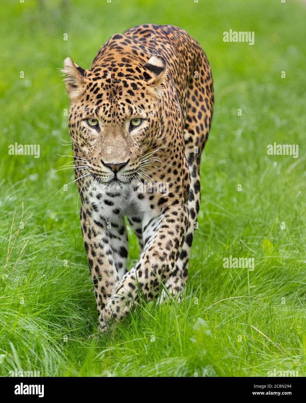 Sri Lanakn Leopard Stock Photo