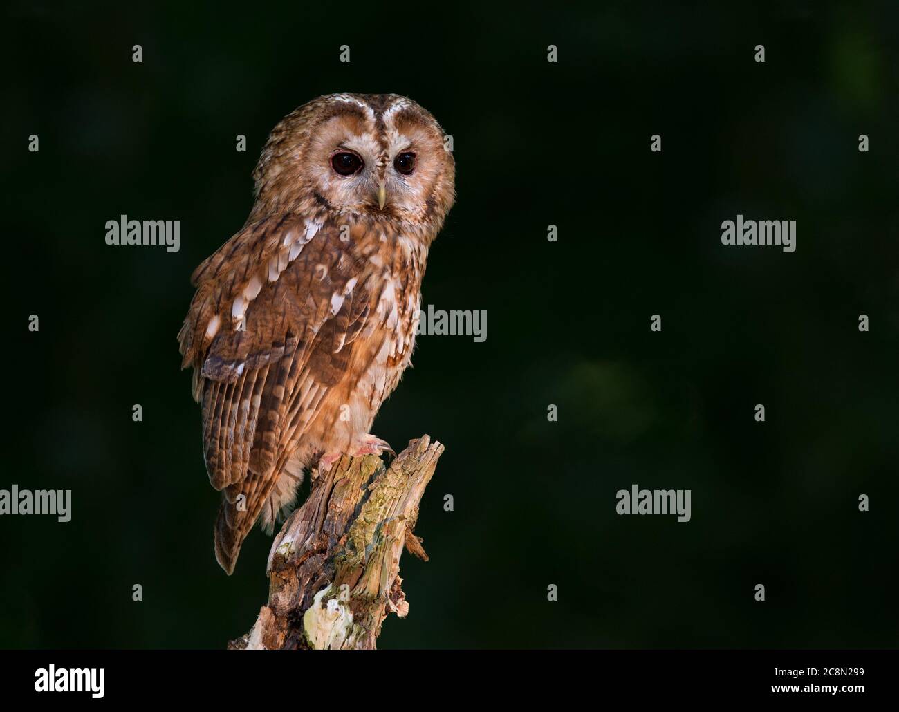 Tawny Owl Stock Photo