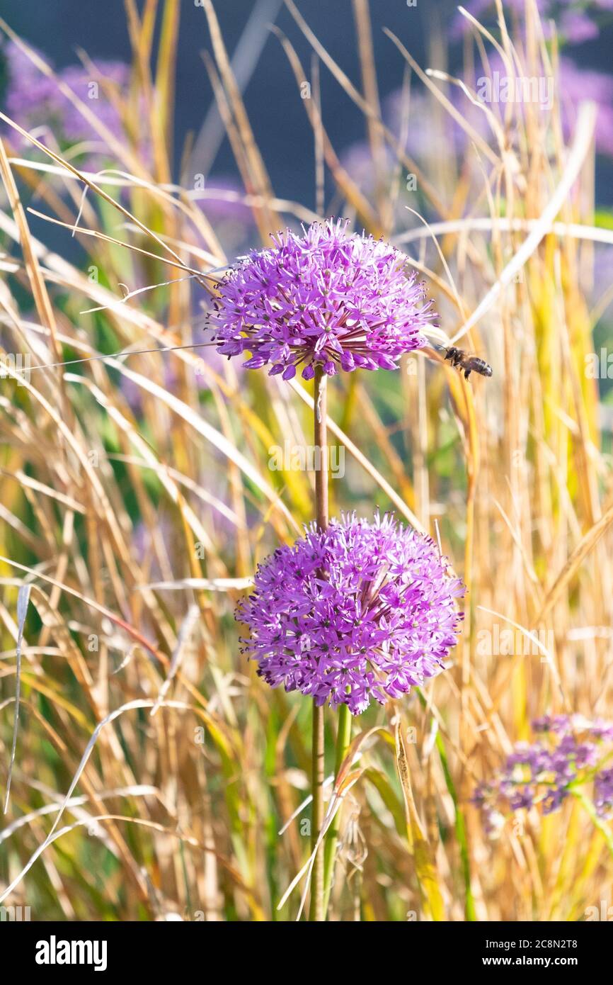 Allium purple sensation and grasses and honey bee Stock Photo