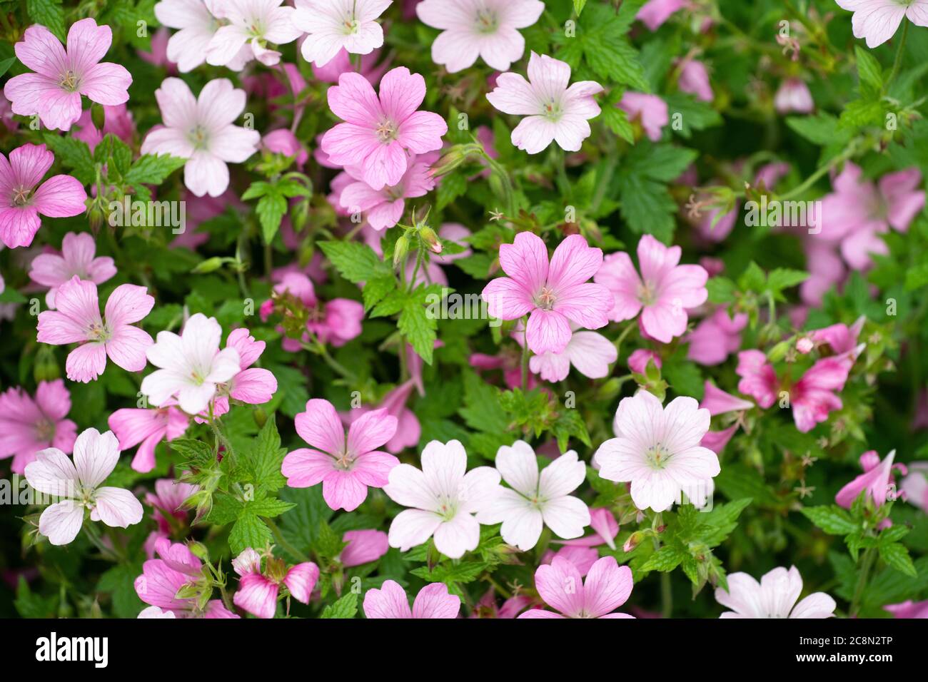 Pink hardy geranium x oxonianum Rose Clair Stock Photo
