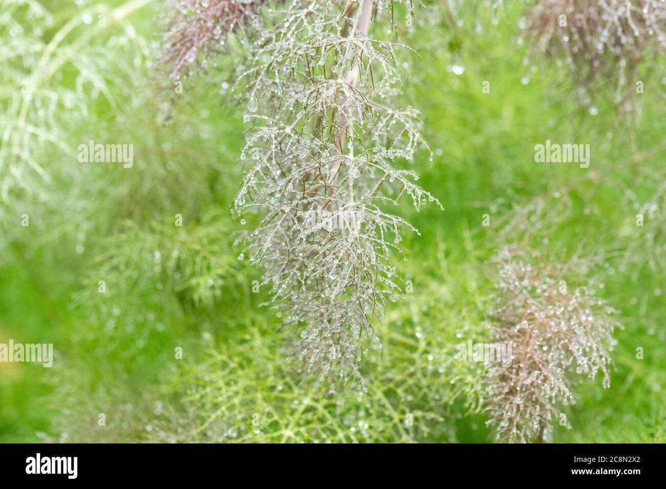 raindrops on fennel plant - UK Stock Photo