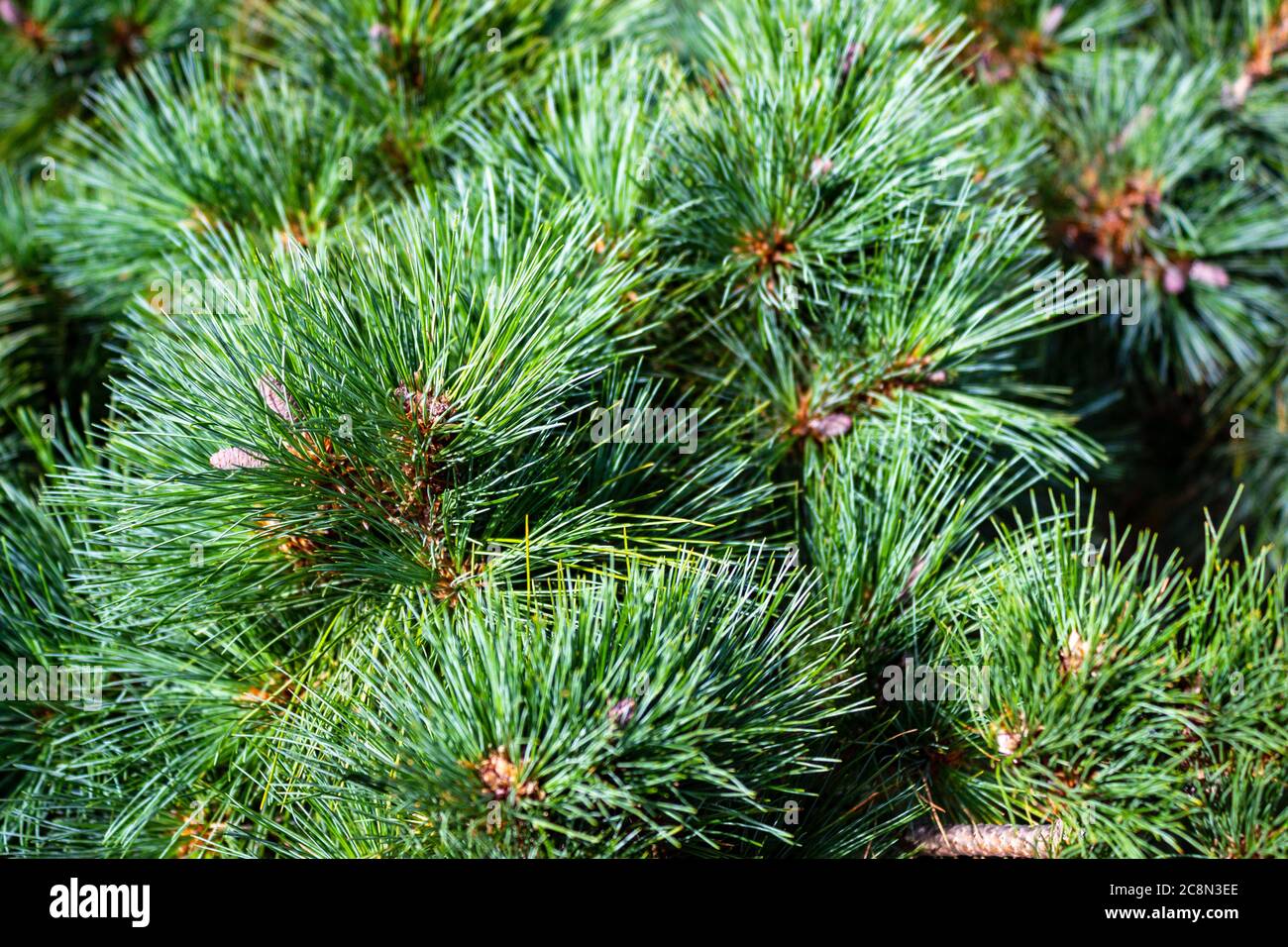 Closeup from Cedar branches with long fluffy needles with a beautiful blurry background. Pinus sibirica, or Siberian pine. Pine branch with long and t Stock Photo