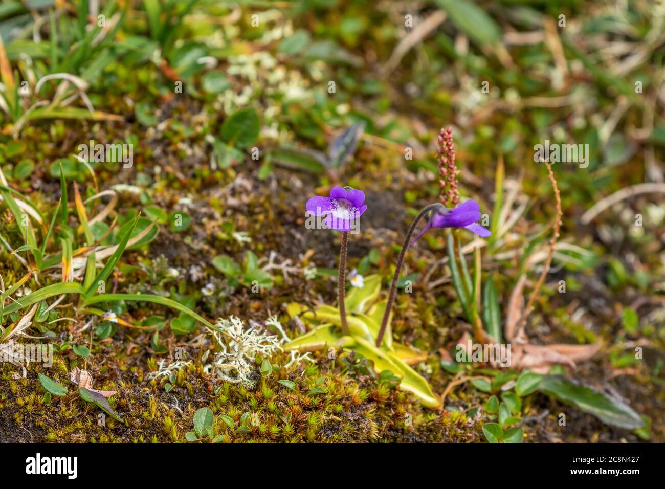 Butterwort flowers that blooming in the summer Stock Photo
