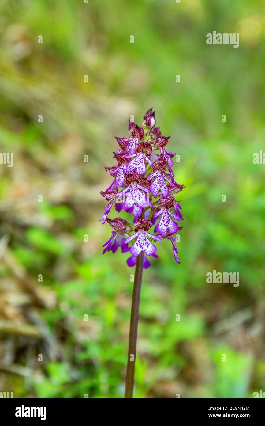 Lady orchid in a meadow Stock Photo