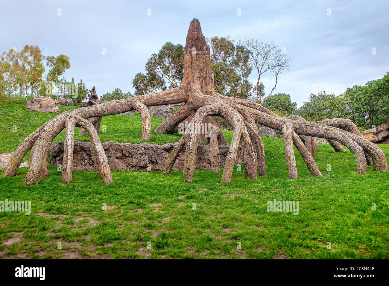 Decorative roots of african tree . Exotic tropical park Stock Photo - Alamy