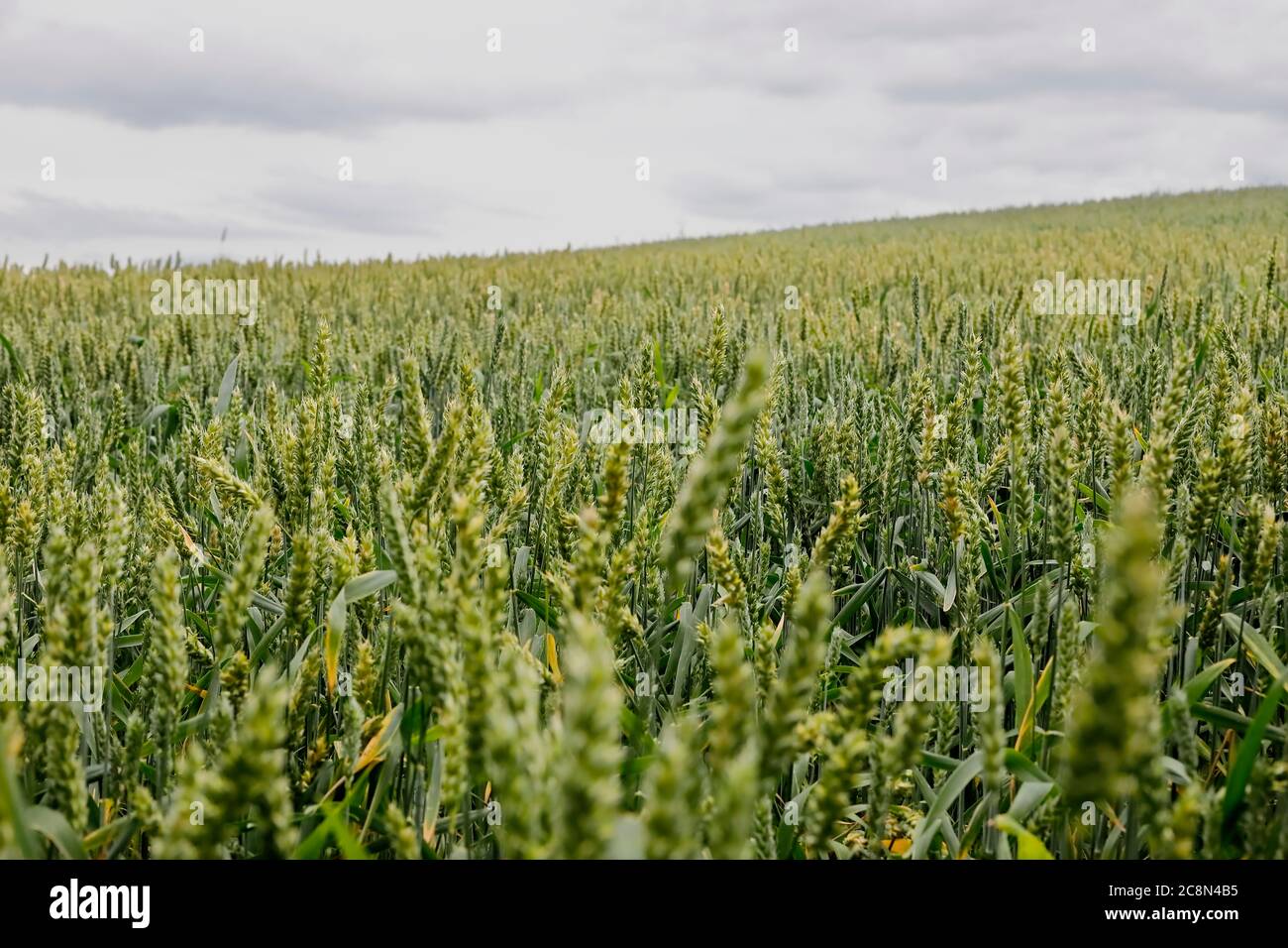 Summer view across meadow hi-res stock photography and images - Alamy