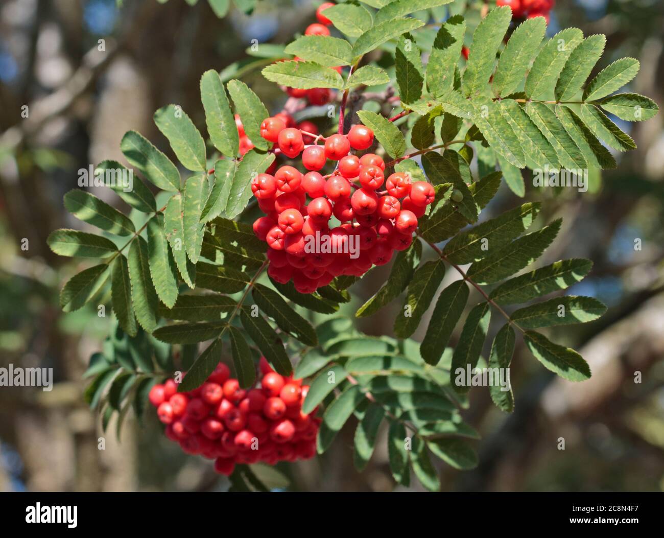 Rowan Berries (Mountain Ash) Stock Photo