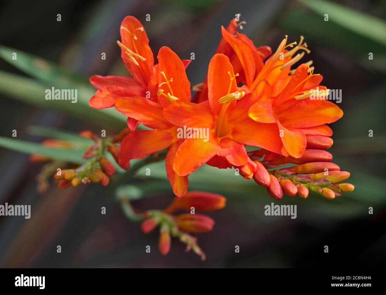 Orange Crocosmia Stock Photo