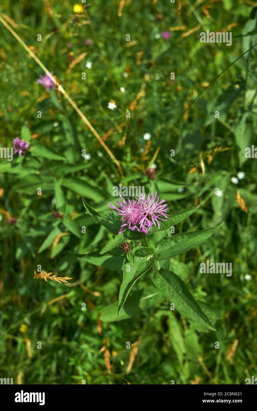 Knapweed leaf hi-res stock photography and images - Alamy
