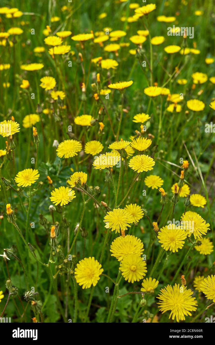 Crepis sancta yellow flowers and green leaves Stock Photo