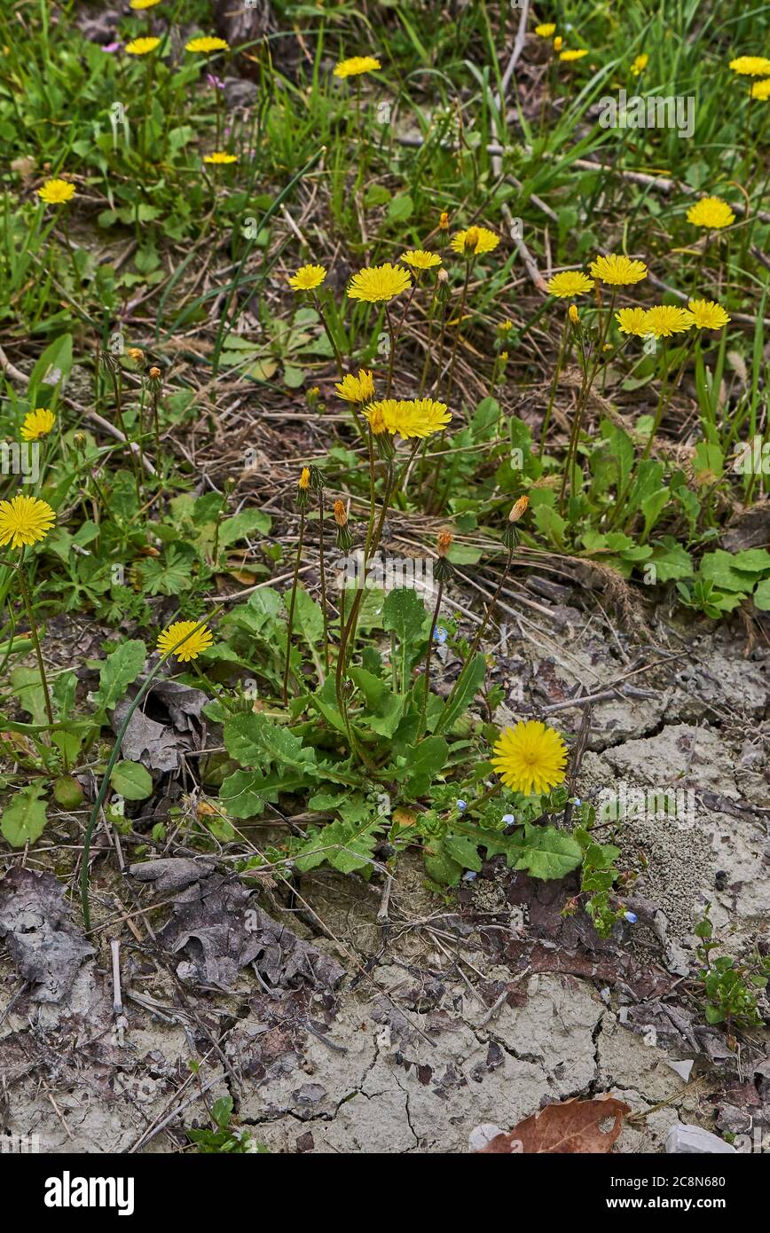 Crepis sancta yellow flowers and green leaves Stock Photo