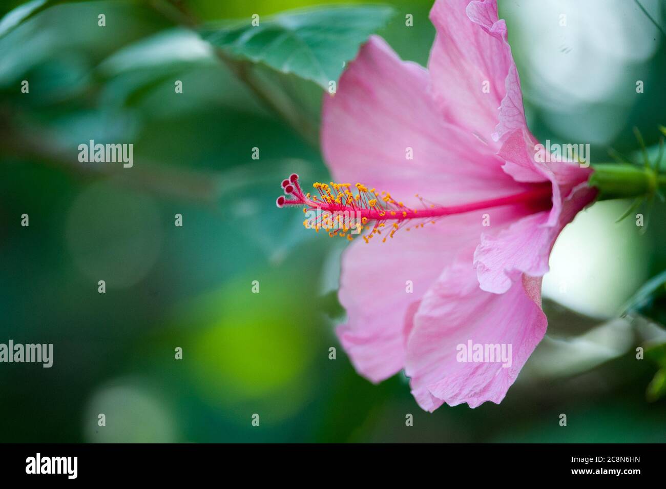 Pink hibiscus flower macro Stock Photo