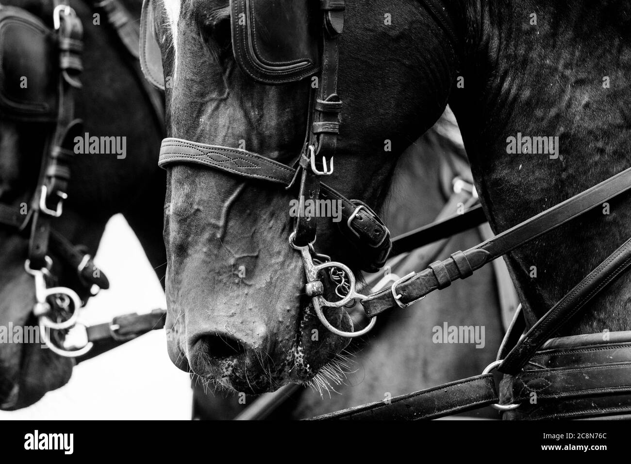 horses in carriage close up in monochrome tones Stock Photo