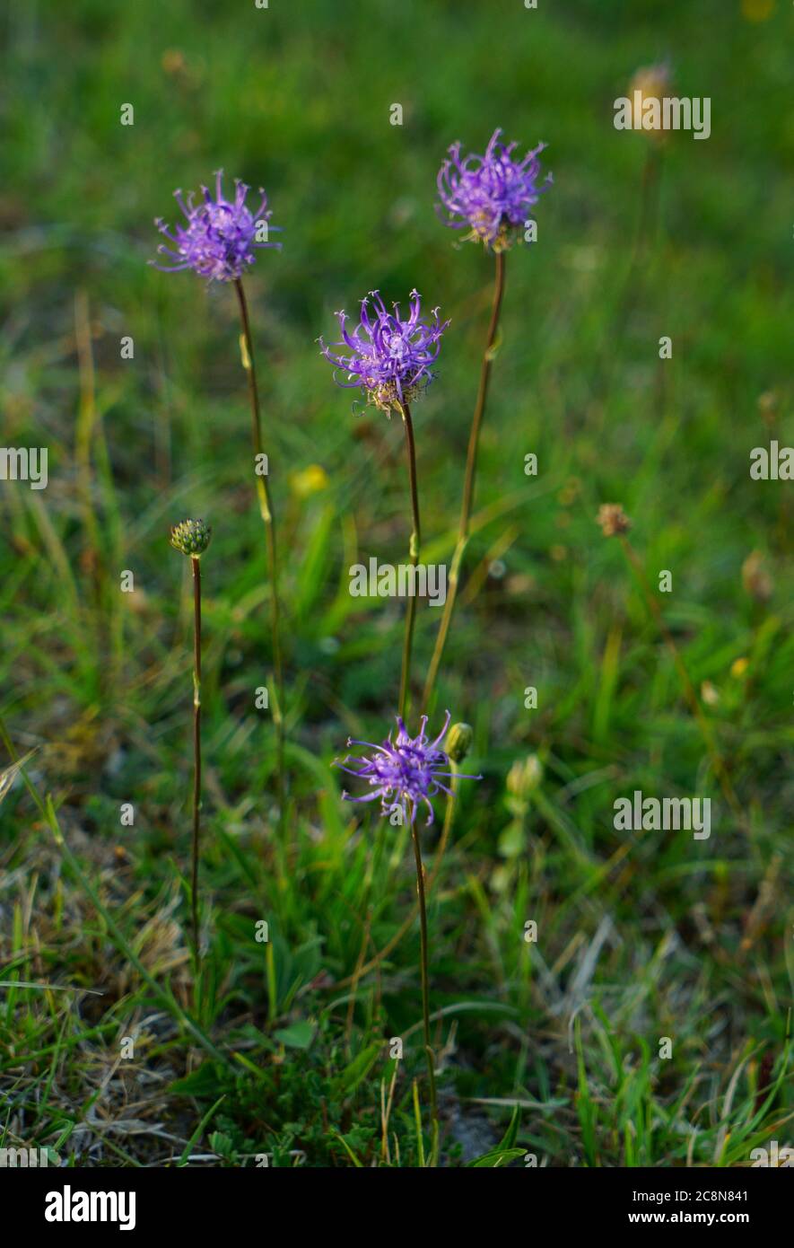 Round headed rampion growing on the south downs Stock Photo - Alamy
