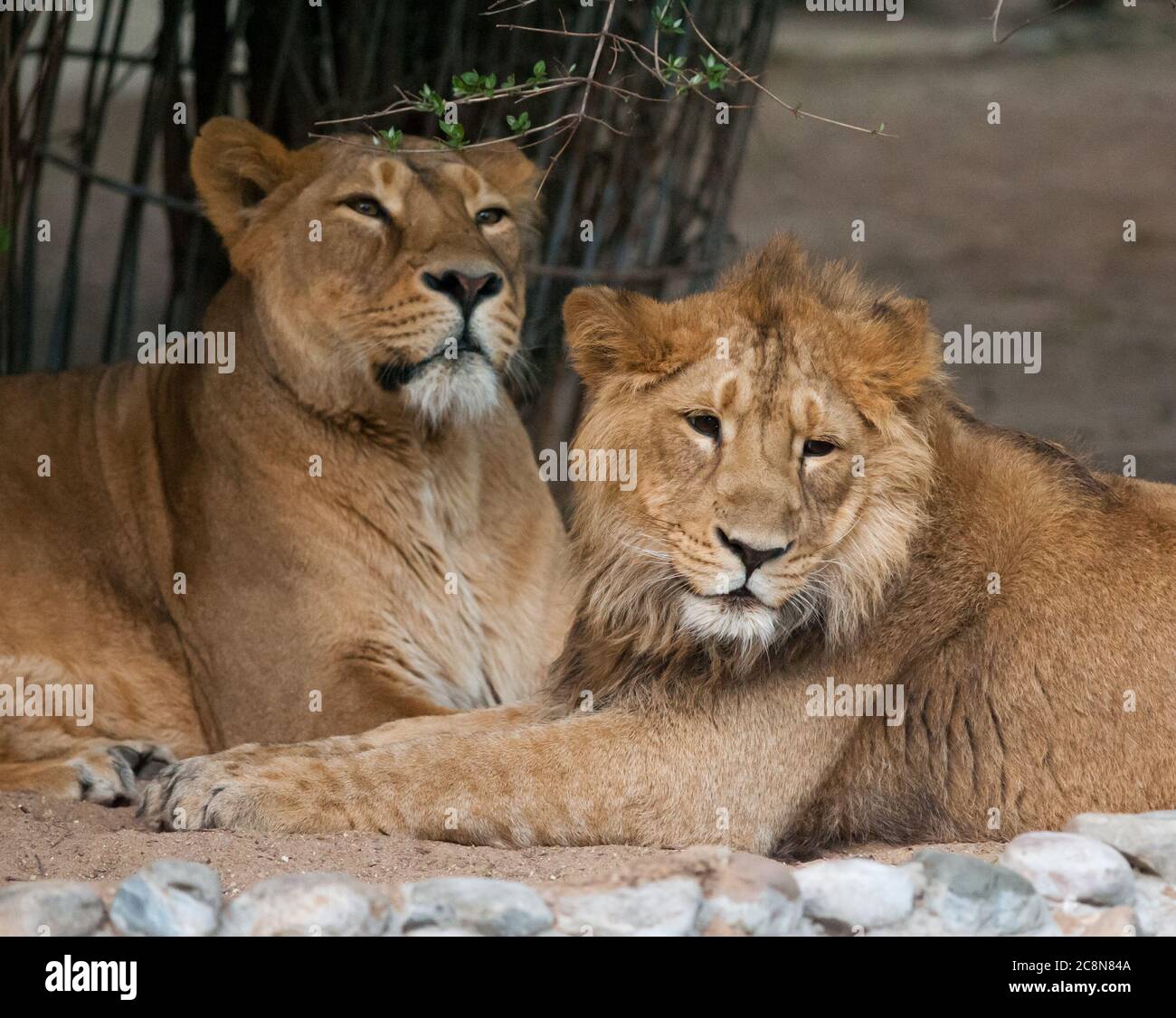 Lions pride portrait Stock Photo