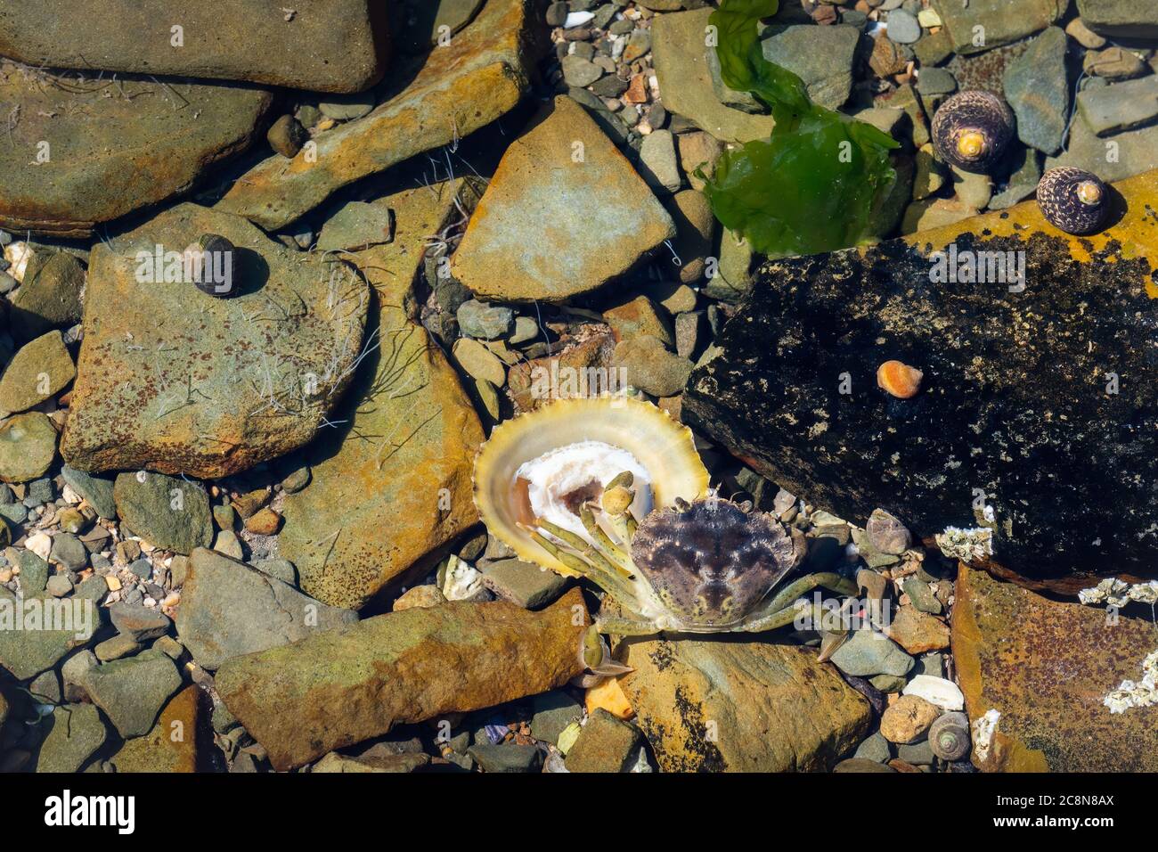 Carcinus maenas feasting on Patella vulgata in rockpool, Devon, UK. Stock Photo