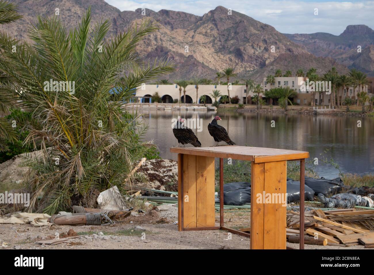 Two vultures sit atop a piece of furniture thrown in the trash that litters the ground in San Carlos, Sonora, Mexico. Stock Photo