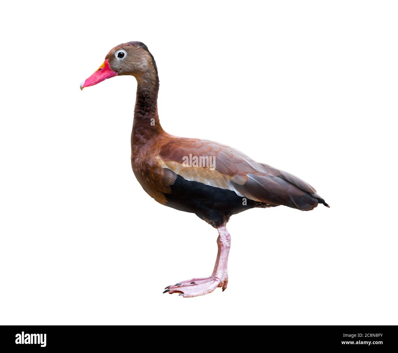 Blackbellied Whistling Duck isolated over a white background Stock Photo