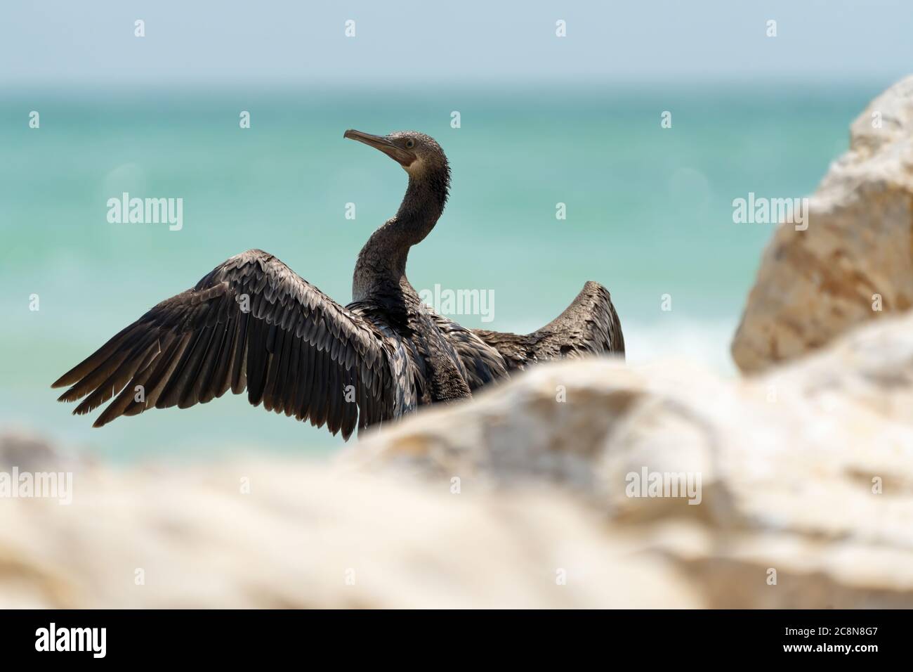 Socotra cormorant, a threatened species of cormorant that is endemic to the Persian Gulf and the south-east coast of the Arabian Peninsula Stock Photo