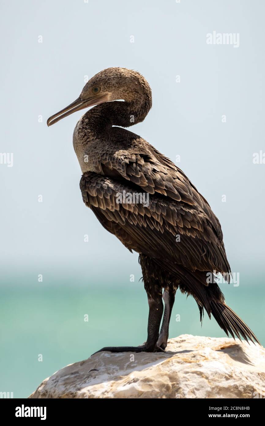 Socotra cormorant, a threatened species of cormorant that is endemic to the Persian Gulf and the south-east coast of the Arabian Peninsula Stock Photo