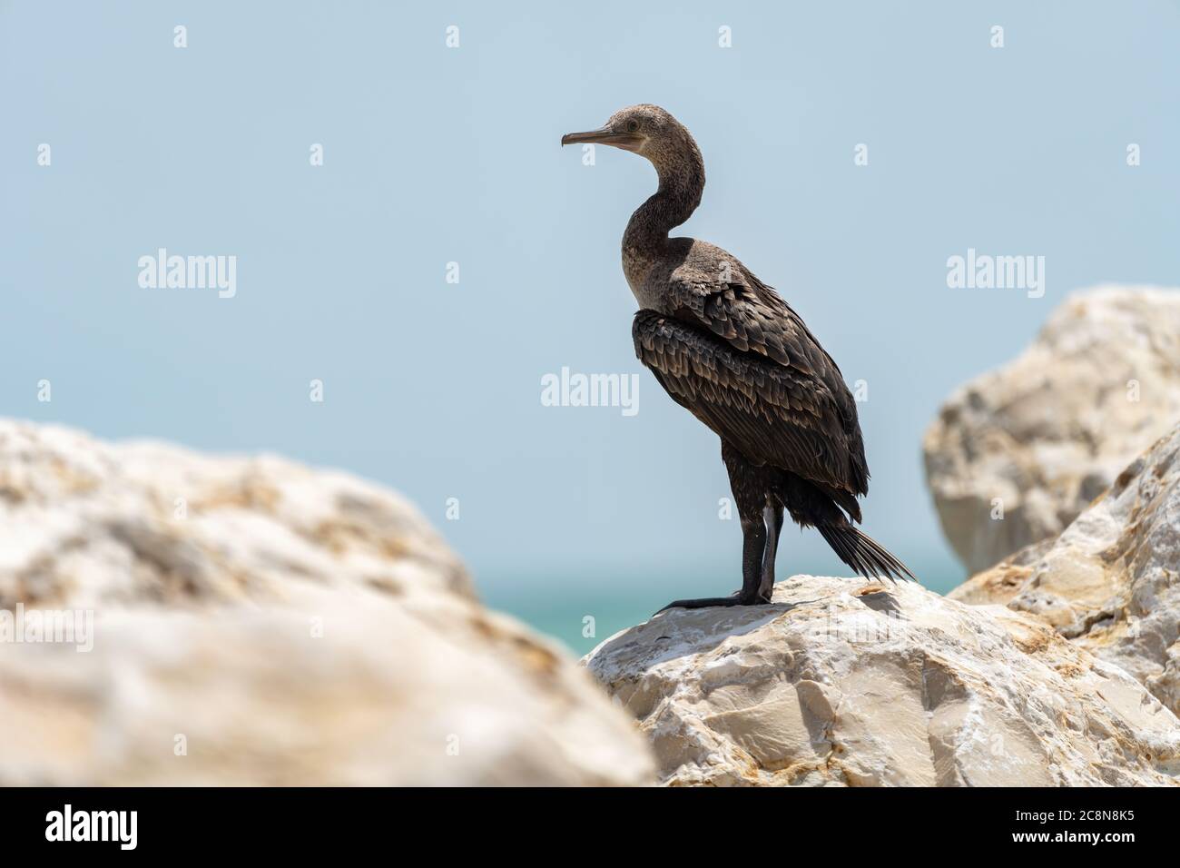 Socotra cormorant, a threatened species of cormorant that is endemic to