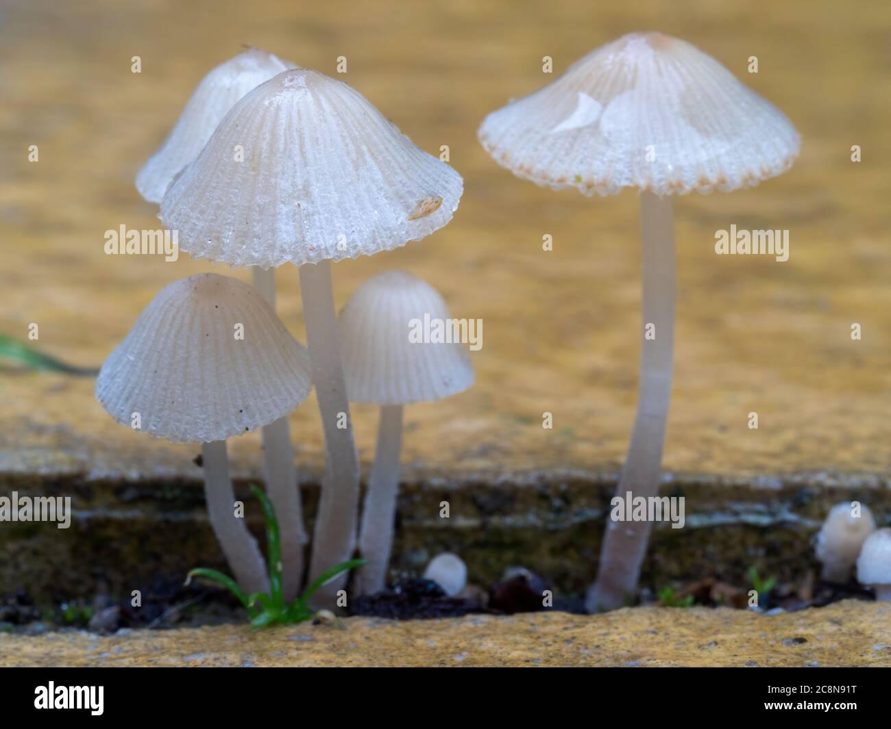Delicate and fragile Parasola auricoma fungi growing between paving stones. Stock Photo