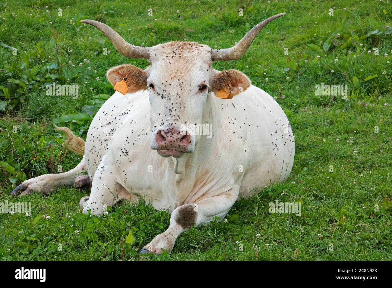 White cow, Bonde d’Aquitaine, lying in the grass, lots of flies on its body Stock Photo