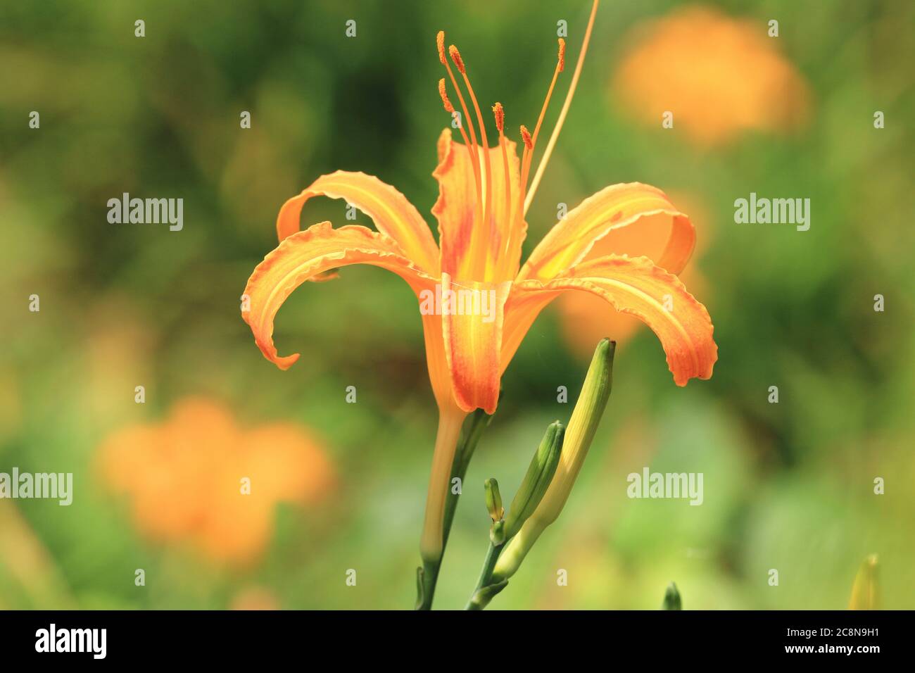 Day lily(Hemerocallis fulva,Orange Day lily) flower and buds,close-up of orange day lily flower blooming in the field Stock Photo