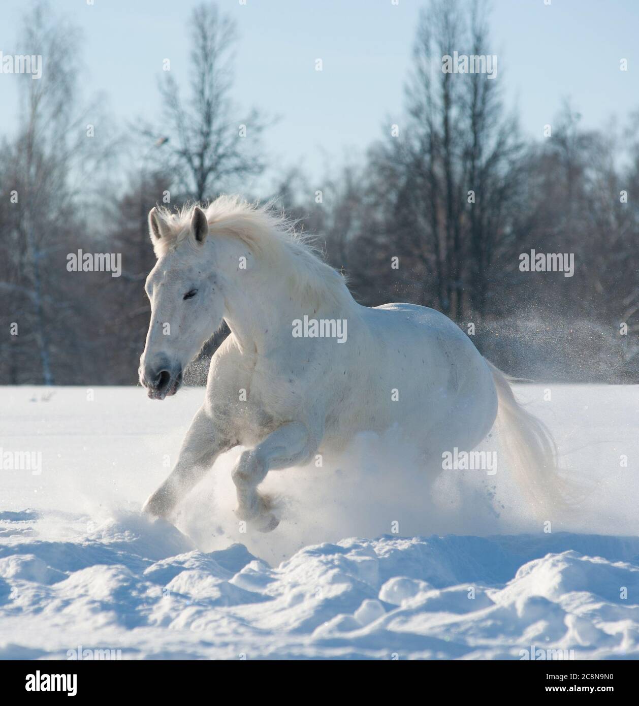 Snowy horse in snowy day in winter Stock Photo