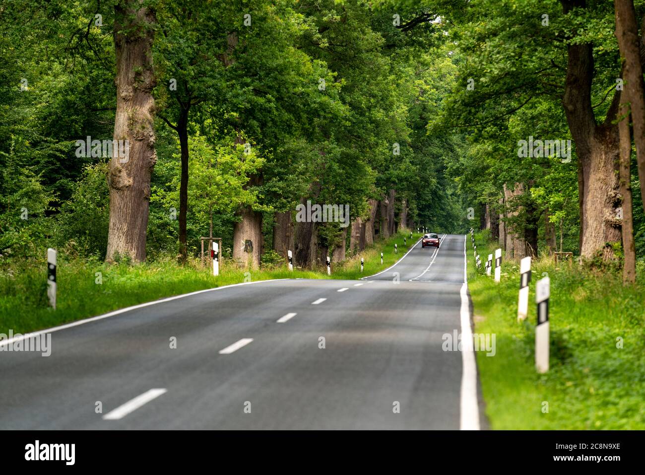Country road through a forest, near Hofgeismar, in Hessen, Germany Stock Photo