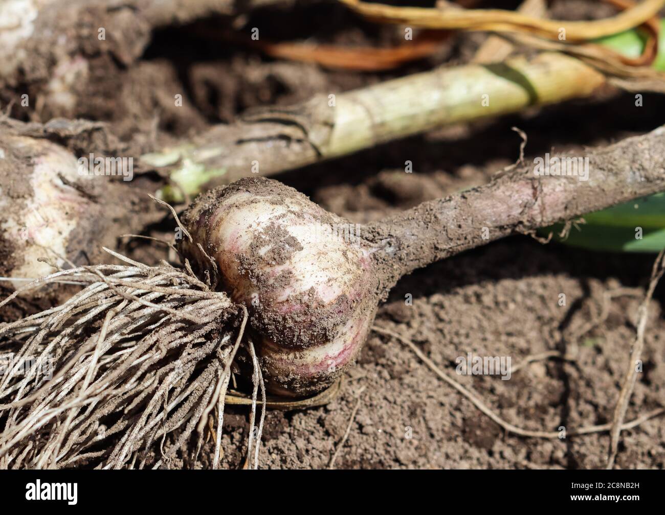 Harvesting garlic in the garden. Harvest concept Stock Photo Alamy